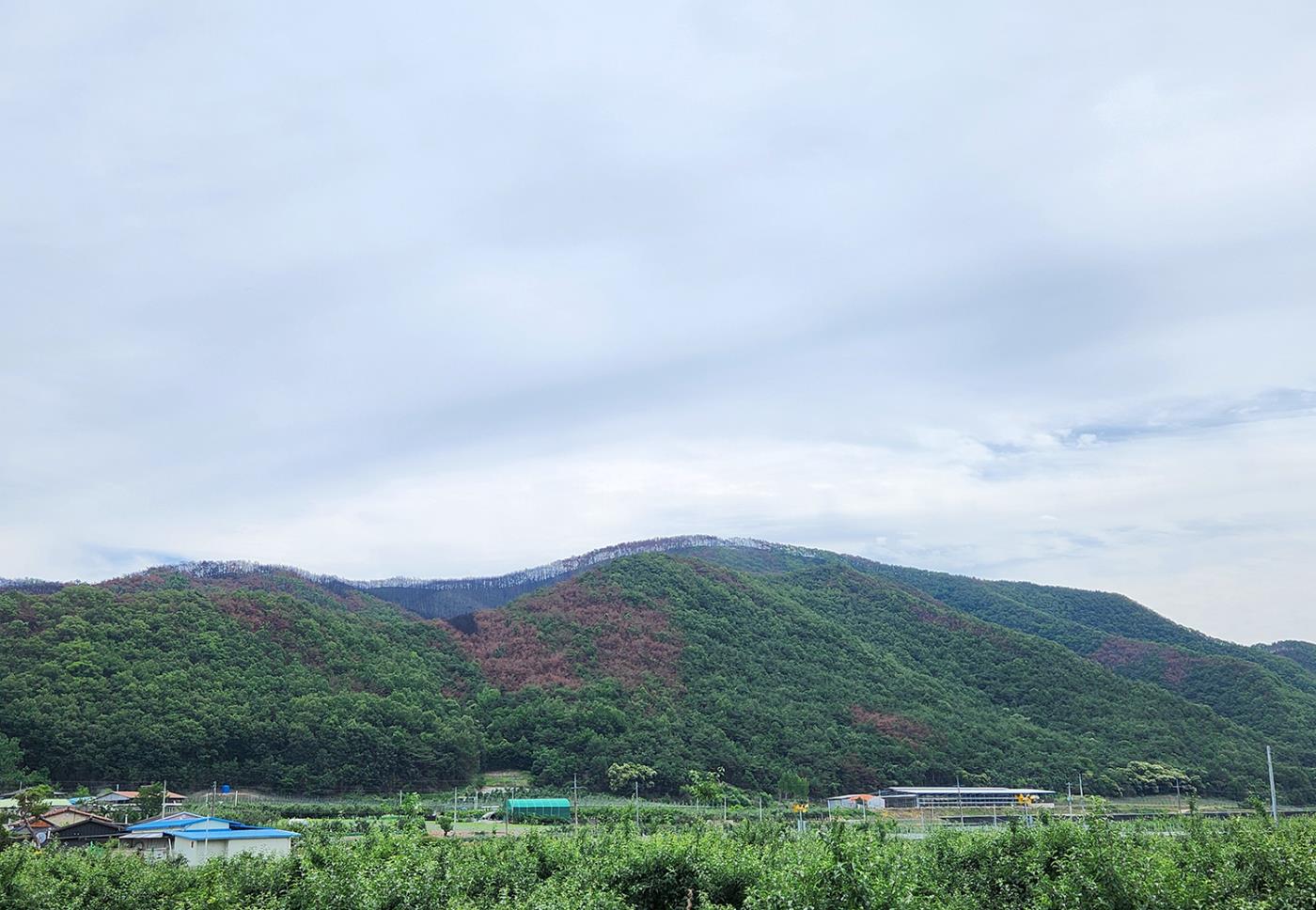 0616 안동시, 산불피해 지역 중심 소나무 방제 드론으로 대응.jpg