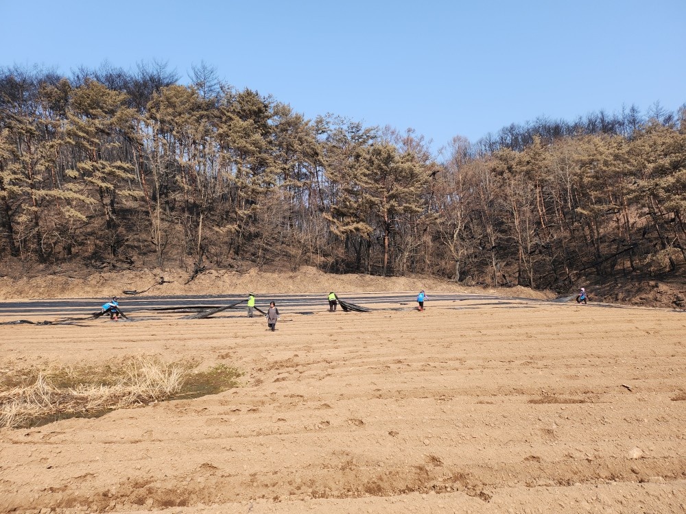 1-2 사진(영양군, 산불 피해 농가긴급 일손돕기추진).jpg
