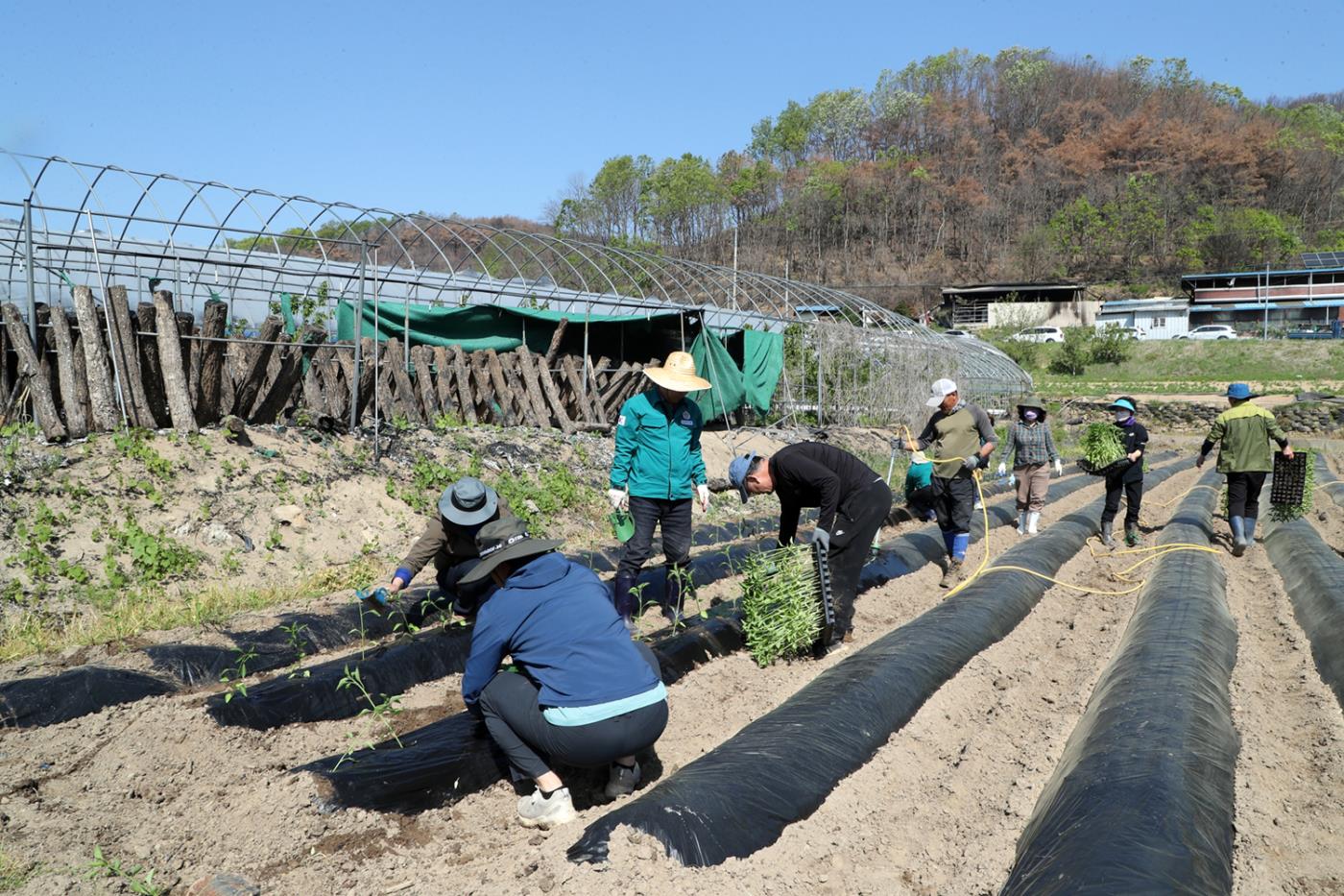 0501 안동시청 직원봉사단, 산불피해 복구에 구슬땀.JPG