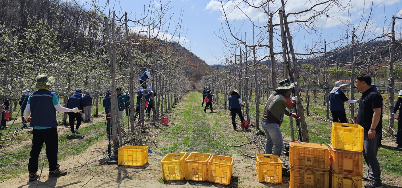 0424 농촌진흥청 직원, 안동시 산불피해 농가 일손돕기 지원 (2).jpg