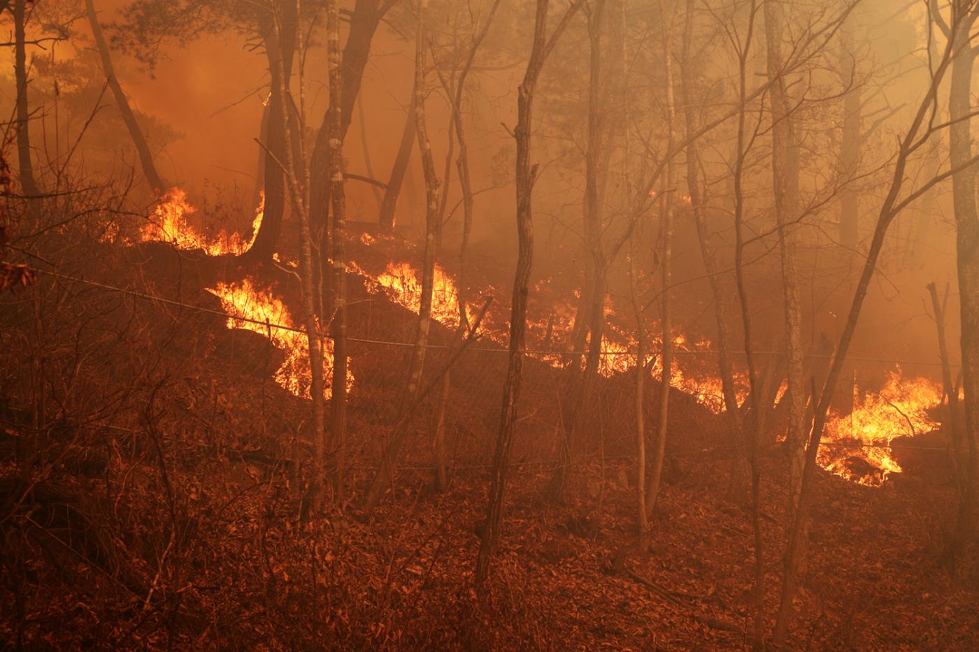 0326 권기창 안동시장, 산불확산에 대한 입장 발표 (2).JPG