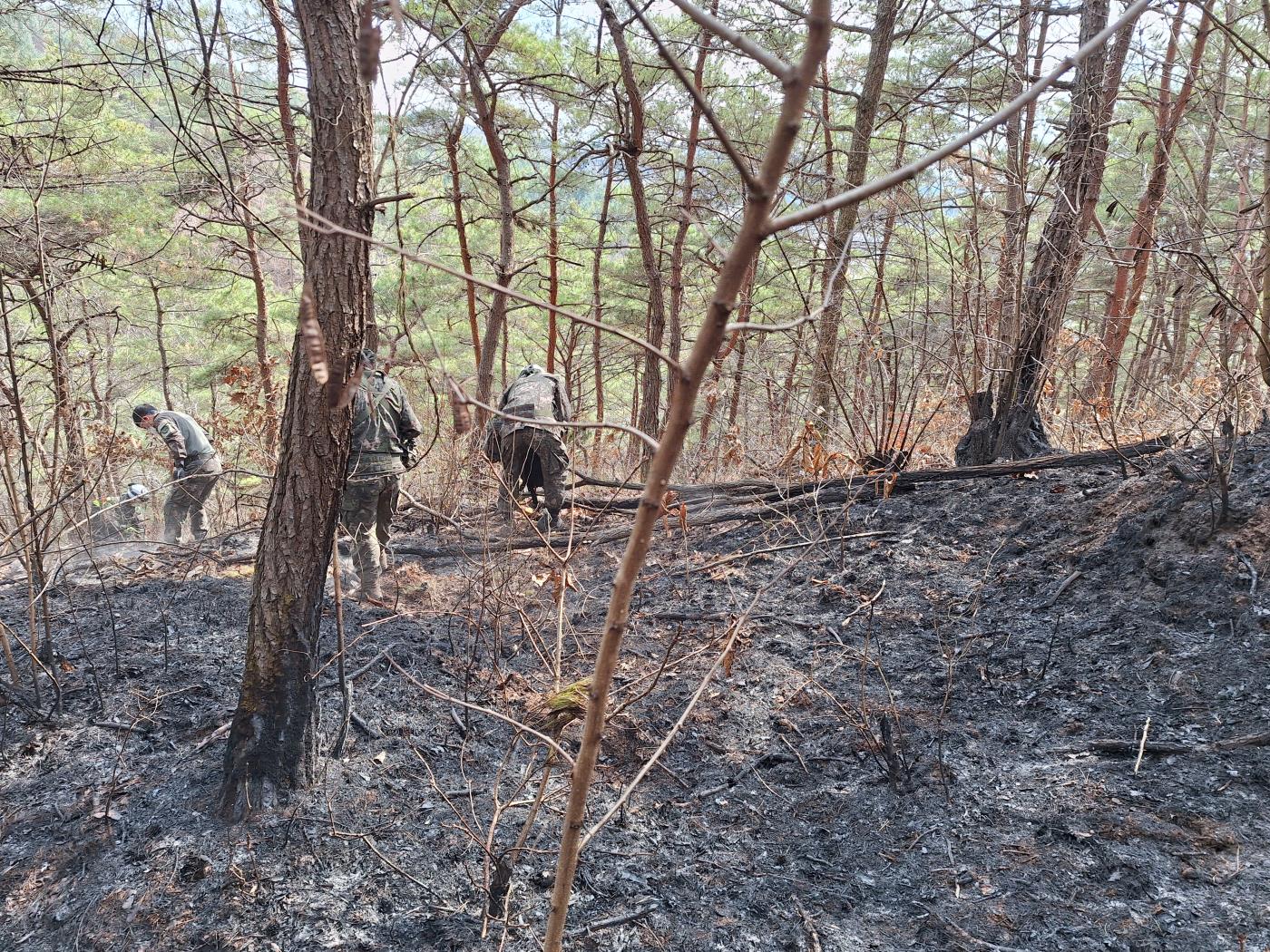 1-3 사진(영양군, 산불 완전 진화를 위해 안간힘).jpg